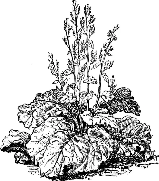 Fekete Fehér Rajzolatú Növény Illusztrációja — Stock Vector
