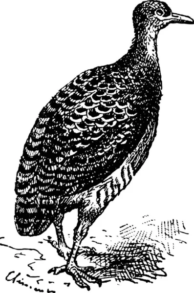 Tinamou Rhynchotus 复古刻的插图 单词和事 Larive 和弗洛瑞 1895年的字典 — 图库矢量图片