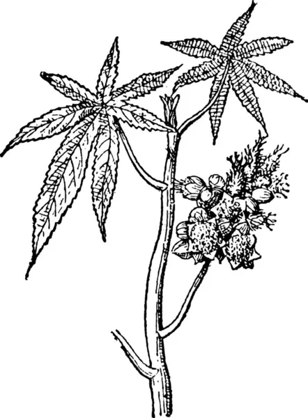 蓖麻共同或蓖麻油植物或蓖麻研究 复古刻的插图 单词和事 Larive 和弗洛瑞 1895年的字典 — 图库矢量图片