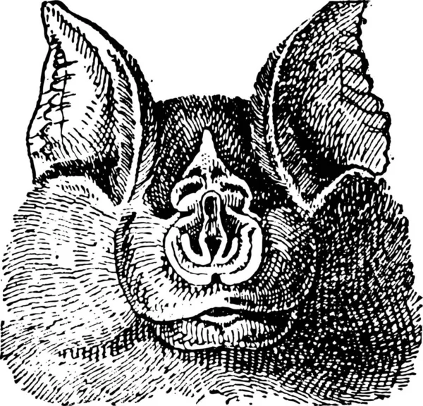 Podkova Netopýři Rhinolophidae Vinobraní Gravírovanou Slovník Slov Věcí Larive Fleury — Stockový vektor