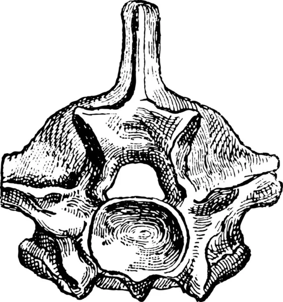 爬虫類 椎骨の Python ヴィンテージの刻まれた図 辞書の単語と物事を Larive 1895 — ストックベクタ