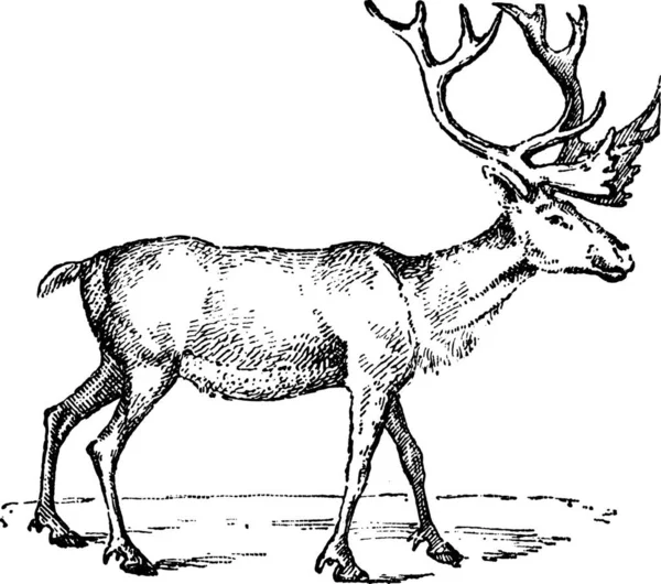 一只驼鹿的插图 — 图库矢量图片