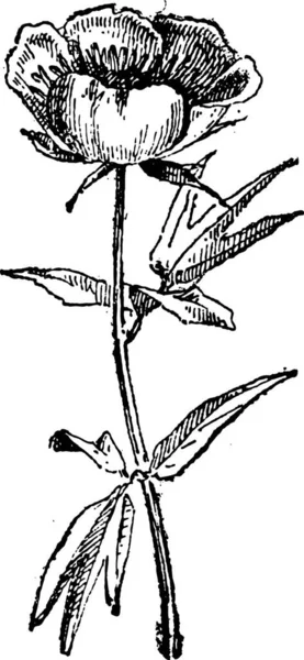 Detta Illustration Blomma Växt — Stock vektor