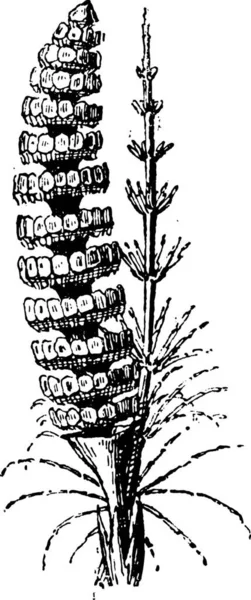Antigua Ilustración Grabada Cola Caballo Común Equisetum Arvense Fila Caballo — Archivo Imágenes Vectoriales