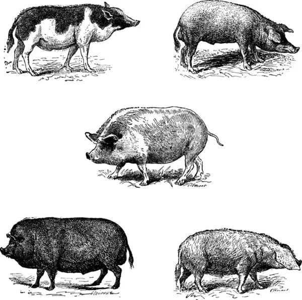 猪暹罗 Szalonta 猪种族 猪纽约 猪肉艾塞克斯 诺曼种族 — 图库矢量图片