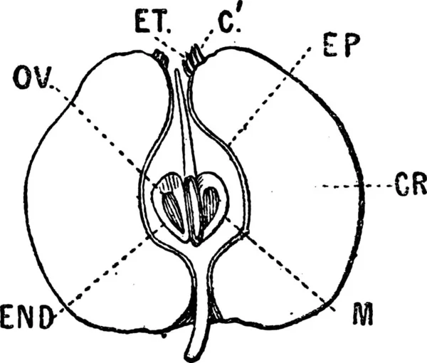 Coupe Verticale Pomme Illustration Gravée Vintage Dictionnaire Des Mots Des — Image vectorielle