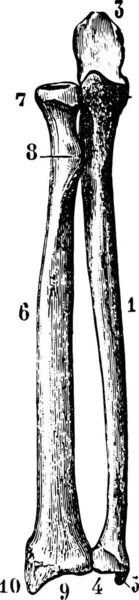 Радіус Ульна Кістки Передпліччя Які Вони Бачать Передньому Обличчі Вигравірувані — стоковий вектор