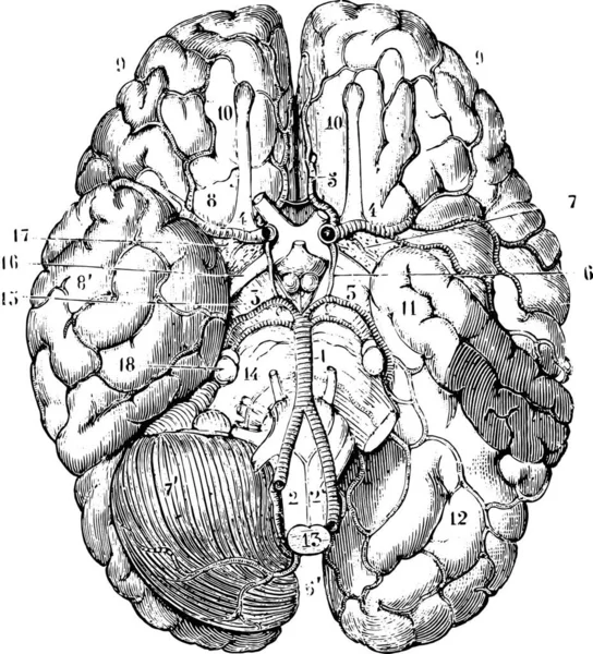 大脑的底部 古老的雕刻图解 Labarthe博士的 普通医学词典 1885年 — 图库矢量图片