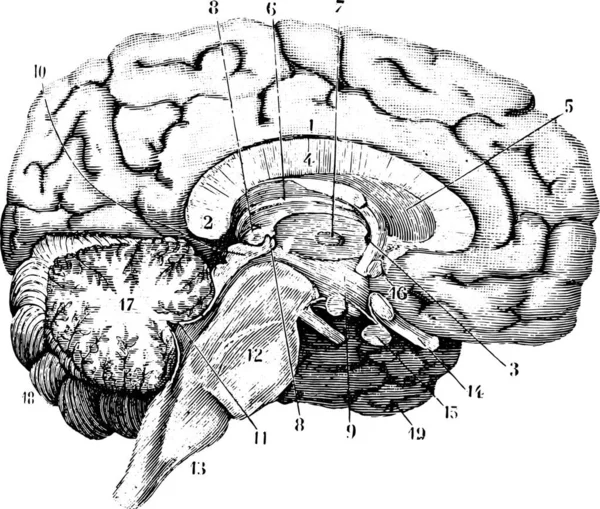 Sección Media Anteroposterior Del Cerebro Ilustración Grabada Vintage Diccionario Medicina — Archivo Imágenes Vectoriales