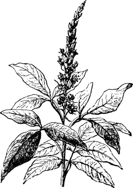 画黑白画的植物的图解 — 图库矢量图片