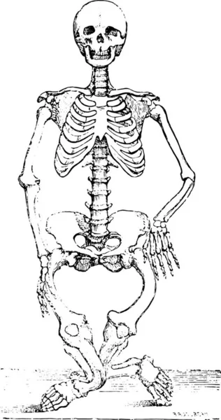 Esqueleto Con Huesos Cráneo — Archivo Imágenes Vectoriales