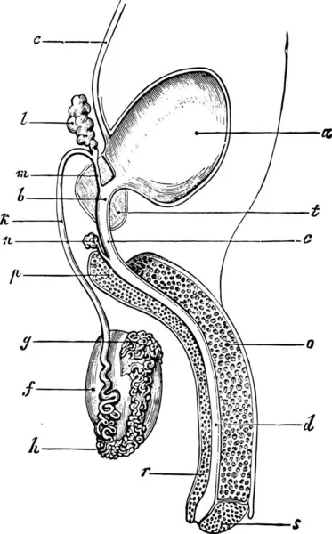 Tracto Genital Urinario Del Hombre Ilustración Grabada Vintage Diccionario Medicina — Archivo Imágenes Vectoriales