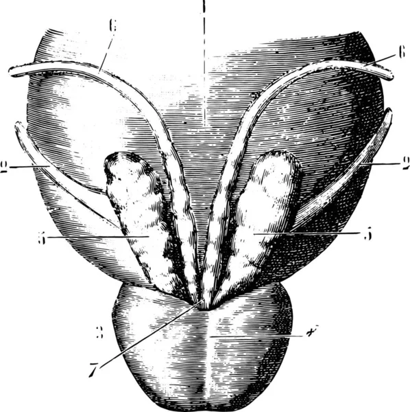 Seminal Vesicles 전립선 그리고 방광의 빈티지가 새겨져 라브라 1885 박사의 — 스톡 벡터