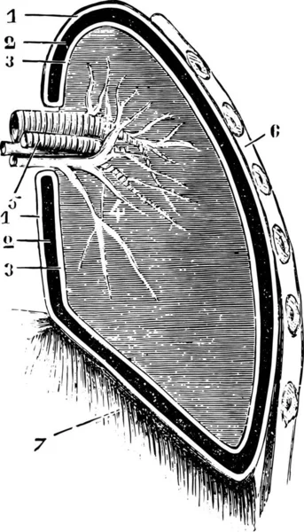 Coupe Verticale Poumon Plèvre Figure Schématique Illustration Gravée Vintage Dictionnaire — Image vectorielle