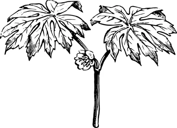 Ilustrație Vectorială Unei Ramuri Unui Copac Frunze — Vector de stoc