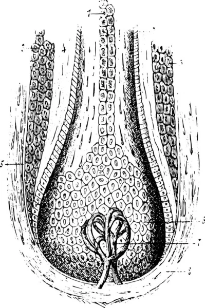 Řez Vlasového Folikulu Retro Rytá Ilustrace Obvyklý Lékařský Slovník Labarthe — Stockový vektor