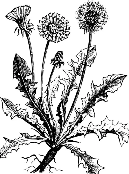 Černá Bílá Ilustrace Rostliny — Stockový vektor