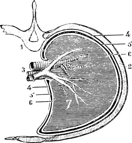 肺和胸膜的水平部分 原理图 老式雕刻图解 Labarthe博士的 普通医学词典 1885年 — 图库矢量图片