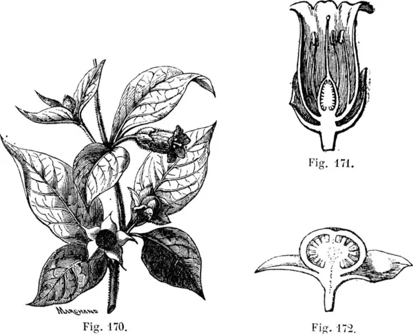 Fig 170 Belladonna Avec Ses Feuilles Ses Fleurs Ses Fruits — Image vectorielle