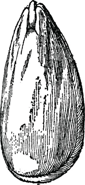 Illustration Walnut Tree — Stock Vector