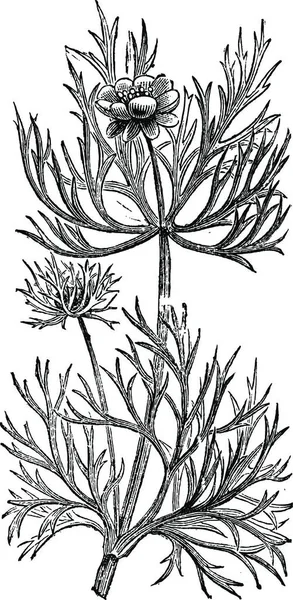 Virág Levél Illusztrációja — Stock Vector