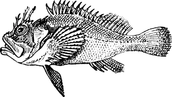 Rockfish Stonefish Vintage Gegraveerd Illustratie Woordenboek Van Woorden Dingen Larive — Stockvector