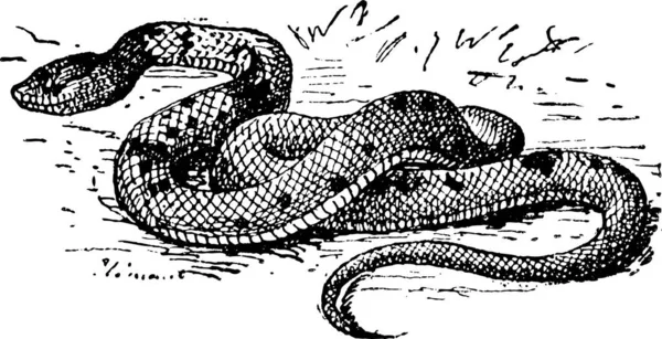 Questa Illustrazione Rappresenta Immagine Serpente — Vettoriale Stock