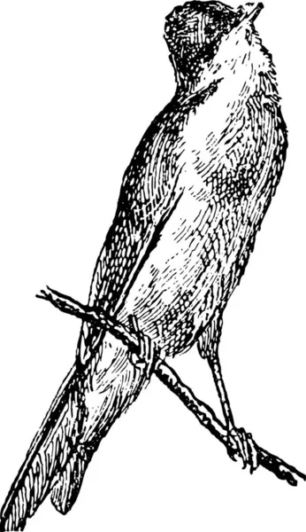 Paruline Sylviidae Illustration Gravée Vintage Dictionnaire Des Mots Des Choses — Image vectorielle