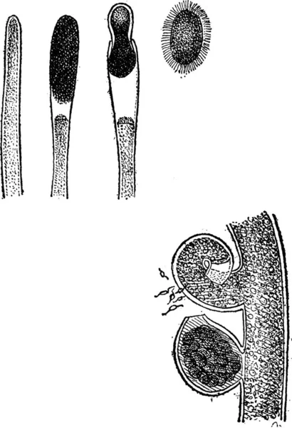 Vaucherie Σύκο Σχηματισμό Του Spore Fig Σχηματισμό Του Αυγού Vintage — Διανυσματικό Αρχείο