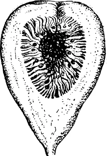 Fig Fig Vintage Gegraveerd Illustratie Segment Van Fig Geïsoleerd Wit — Stockvector