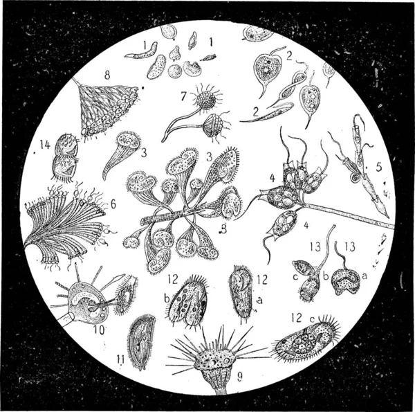 Terra Diatomacea Diatomite Kieselgur Illustrazione Incisa Vintage Diatomacea Una Roccia — Vettoriale Stock