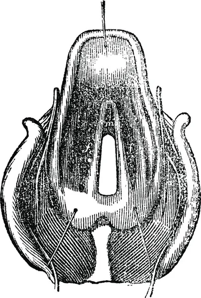 喉的顶视图 复古刻的插图 玛佳欣 Pittoresque 1875 — 图库矢量图片