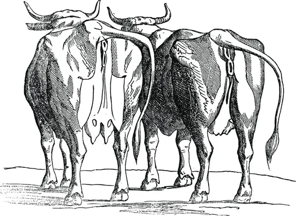 Buffalo Vintage Ink Illustration Children — Stock Vector