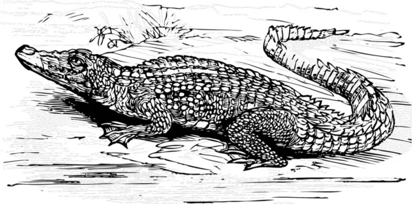 Гравірування Гребенястого Крокодила Чорними Лініями Crocodilus Biporcatus Trousset Encyclopedia 1886 — стоковий вектор