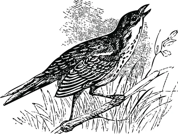 古老的刻有盐沼的尖尾麻雀 Ammodramus Caudacutus 的雕刻图解 坐在树枝上歌唱 现场追踪 — 图库矢量图片
