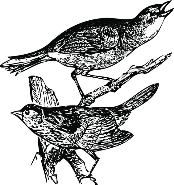 Staré Ryté Ilustrace Vrabce Mořského Vrabce Lincolnova Nebo Zonotrichia Lincolnii — Stockový vektor