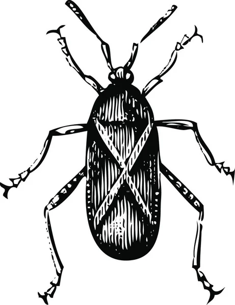 Staré Ryté Ilustrace Squash Bug Nebo Coreus Tristis Izolované Bílém — Stockový vektor