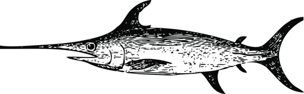 Старая Гравированная Иллюстрация Рыбы Меча Изолированная Белом Прямой Эфир Энциклопедии — стоковый вектор