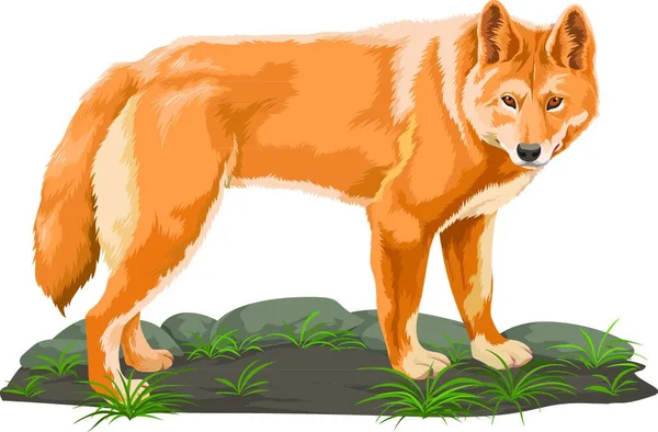 オオカミのベクトル図 — ストックベクタ