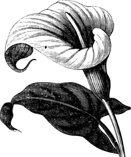 Zantedeschia Aethiopica Також Відома Richardia Africana Квітка Вінтажна Гравюра Ілюстрація — стоковий вектор
