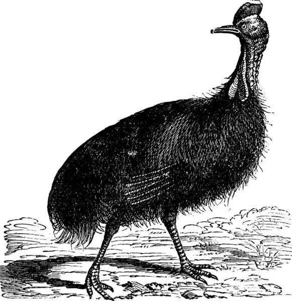 Incisione Del Casuarius Galeatus Dell Annata Cassowary Vecchia Illustrazione Incisa — Vettoriale Stock