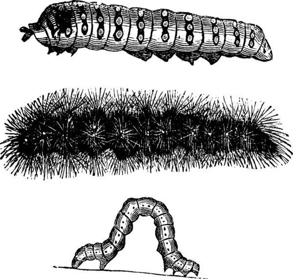 Raupe Vintage Gravur Alte Gestochene Illustration Der Raupen Des Indischen — Stockvektor