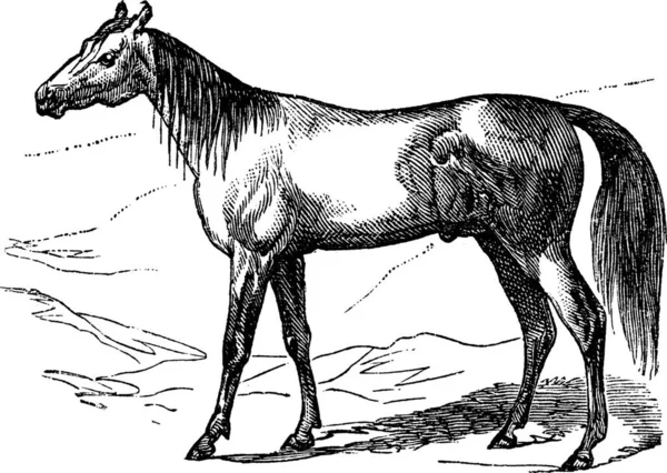 Аравійський Кінь Або Арабський Кінь Або Equus Ferus Caballus Гравірування — стоковий вектор