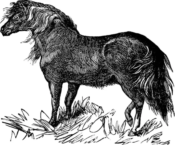 Shetland Pony Equus Ferus Caballus Gravura Vintage Ilustração Gravada Velha —  Vetores de Stock