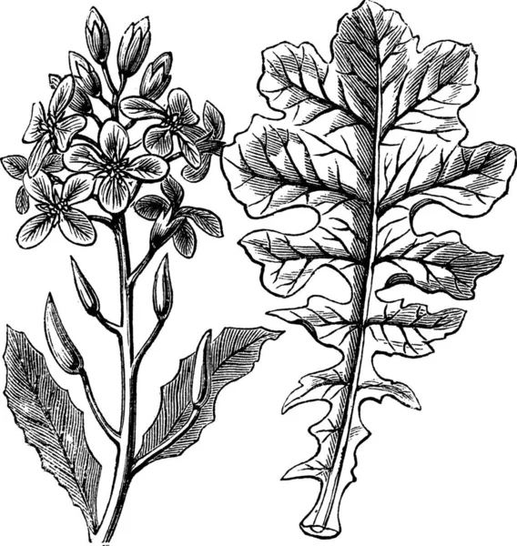 Veilchenkraut Oder Moricandia Veilchengravur Alte Gestochene Illustration Eines Veilchens Mit — Stockvektor