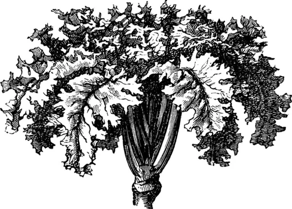 Rutabaga Або Шведський Turnip Або Yellow Turnip Або Brassica Napobrassica — стоковий вектор
