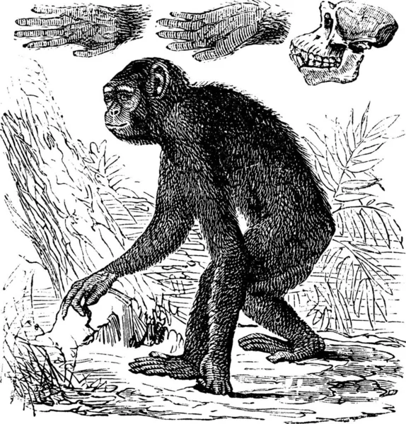 Chimpanzé Pan Troglodytes Gravure Vintage Ancienne Illustration Gravée Chimpanzé — Image vectorielle