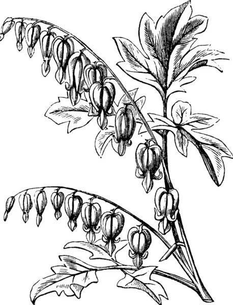 Voiture Dame Dans Bain Pantalon Hollandais Lyre Flower Lamprocapnos Spectabilis — Image vectorielle