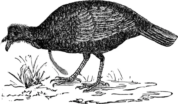 Wild Turkey Eller Meleagris Gallopavo Vintage Gravyr Gamla Graverade Illustration — Stock vektor