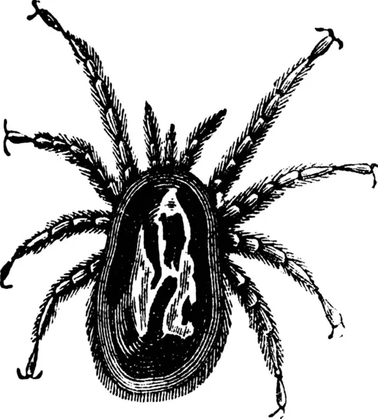 Rote Milbe Oder Dermanyssus Gallinae Alte Gravur Alte Gravierte Illustration — Stockvektor
